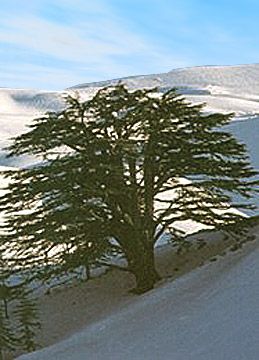 Lebanon Bcharre The Cedars The Cedars Lebanon - Bcharre - Lebanon