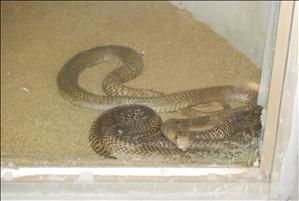 India Madras Snake Zoo Snake Zoo Madras - Madras - India