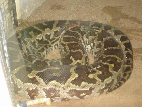 India Madras Snake Zoo Snake Zoo Madras - Madras - India