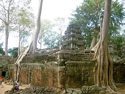 Cambodia Angkor Ta Prohm Ta Prohm Siem Reab - Angkor - Cambodia