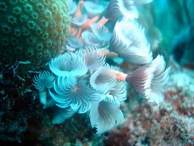 Bahamas Nassau Coral World Coral World Nassau - Nassau - Bahamas
