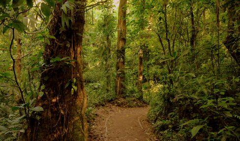 Costa Rica  Nuboso Monteverde  Forest Biological Reserve Nuboso Monteverde  Forest Biological Reserve Costa Rica -  - Costa Rica
