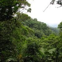 Costa Rica  Santa Elena Biological Reserve Santa Elena Biological Reserve Puntarenas -  - Costa Rica