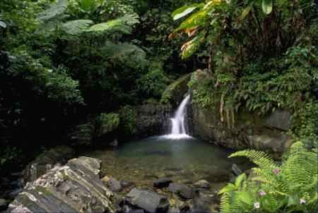 Puerto Rico Rio Grande El Yunque National Forest El Yunque National Forest Puerto Rico - Rio Grande - Puerto Rico