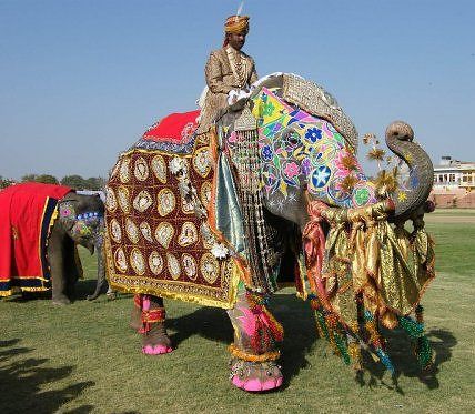 India Jaipur Elephant Festival Elephant Festival Jaipur - Jaipur - India