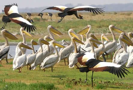 Zambia Lusaka  Birds Reserve Birds Reserve Lusaka - Lusaka  - Zambia