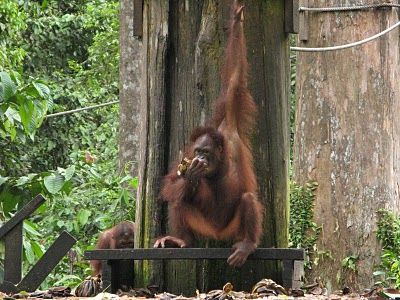 Malaysia Sandakan Sepilok Orangutans Reserve Sepilok Orangutans Reserve Malaysia - Sandakan - Malaysia