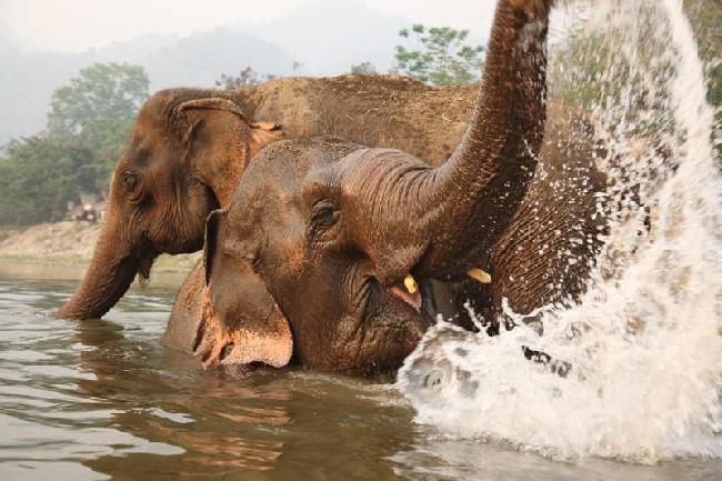 Thailand chengmai Natural Elephants Park Natural Elephants Park chengmai - chengmai - Thailand