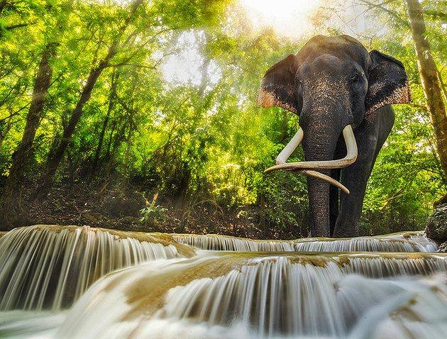 Thailand Kanchanaburi World of elephants World of elephants Kanchanaburi - Kanchanaburi - Thailand