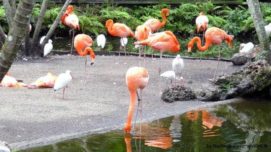 United States of America Miami  Flamingo Park Flamingo Park Miami-dade County - Miami  - United States of America