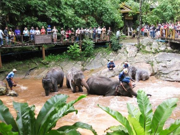 Thailand Pattaya Elephant Village Elephant Village Thailand - Pattaya - Thailand