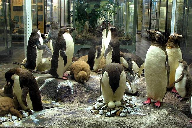 Russia Saint Petersburg Zoological Museum Zoological Museum Saint Petersburg - Saint Petersburg - Russia