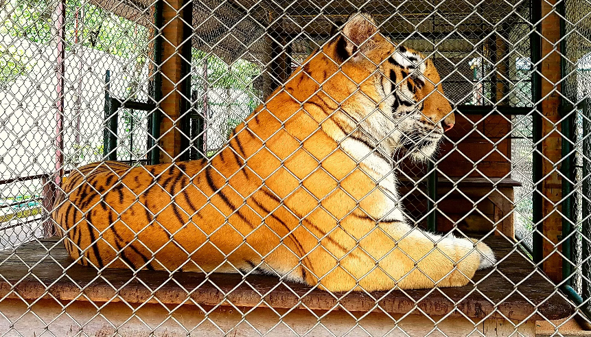Thailand chengmai Tiger Kingdom Tiger Kingdom Thailand - chengmai - Thailand