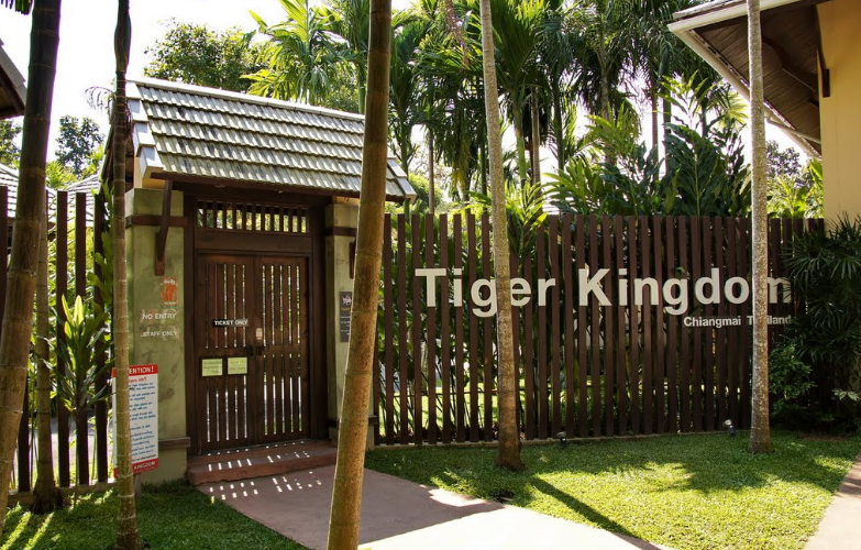 Thailand chengmai Tiger Kingdom Tiger Kingdom Thailand - chengmai - Thailand