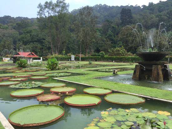 Malaysia Penang - George Town Penang Botanical Gardens Penang Botanical Gardens Penang - George Town - Penang - George Town - Malaysia