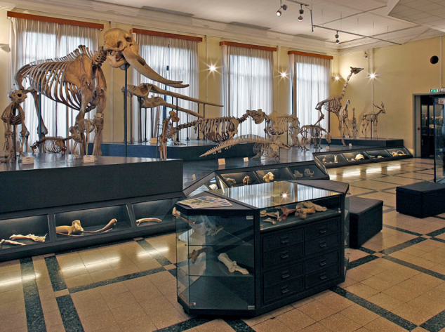 Italy Rome Zoological Museum Zoological Museum Lazio - Rome - Italy