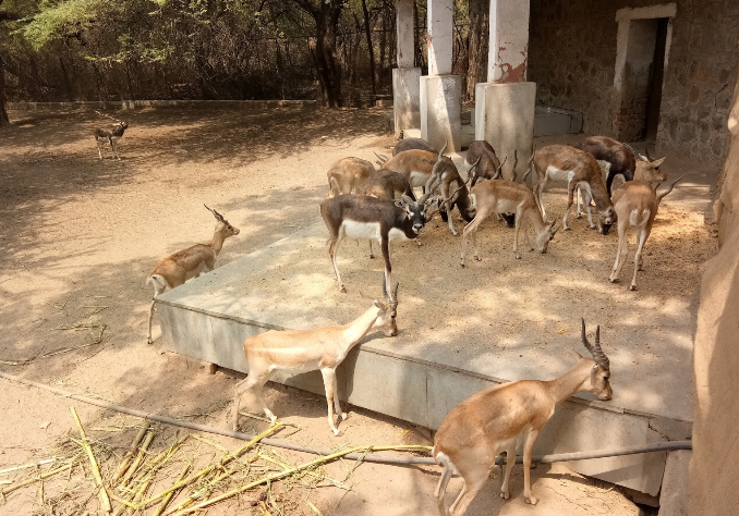 India New Delhi National Zoological Park of New Delhi National Zoological Park of New Delhi India - New Delhi - India