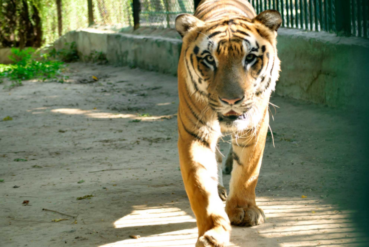 India Ahmadabad Kamala Nehru Zoo Kamala Nehru Zoo Ahmadabad - Ahmadabad - India