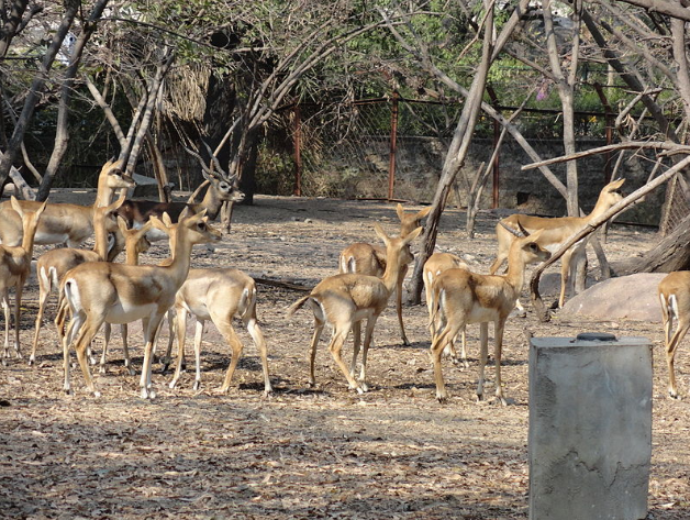 India Hyderabad Nehru Zoological Park Nehru Zoological Park Hyderabad - Hyderabad - India