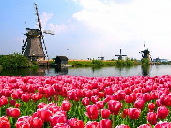   Netherlands Netherlands Netherlands -  - 