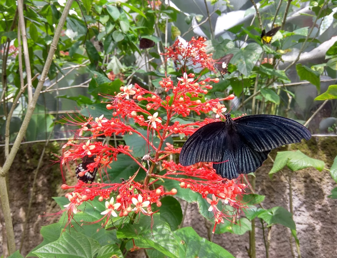 Indonesia Bali Island Kemenuh Butterfly Park Kemenuh Butterfly Park Indonesia - Bali Island - Indonesia