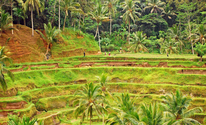 Indonesia Bali Island Tegallalang Rice Terraces Tegallalang Rice Terraces Bali Island - Bali Island - Indonesia
