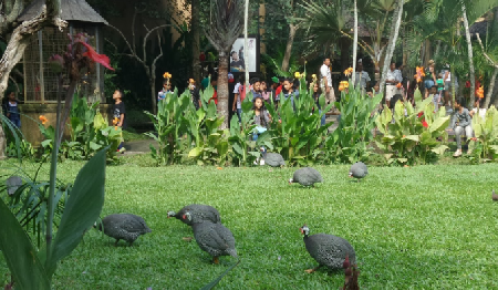Bali Bird Park‬