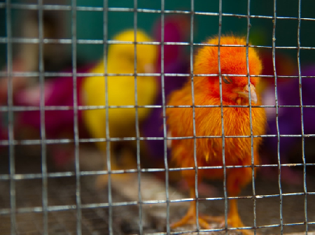 Yogyakarta Bird Market‬