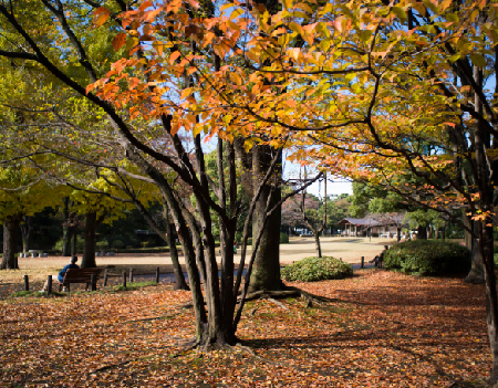 Kitanomaru Park