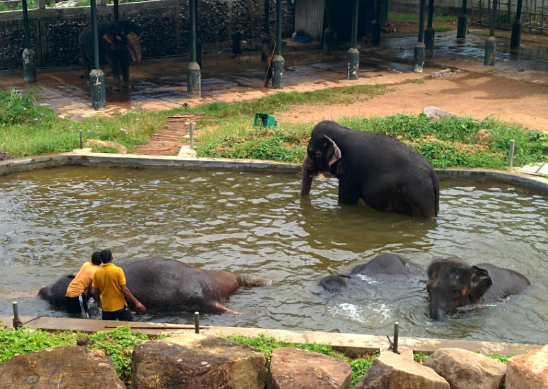 Sri Lanka Colombo National Zoological Gardens of Colombo National Zoological Gardens of Colombo Colombo - Colombo - Sri Lanka