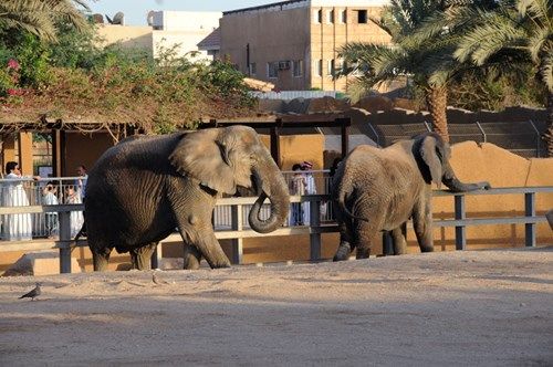 Saudi Arabia Riyadh Riyadh Zoo Riyadh Zoo Saudi Arabia - Riyadh - Saudi Arabia