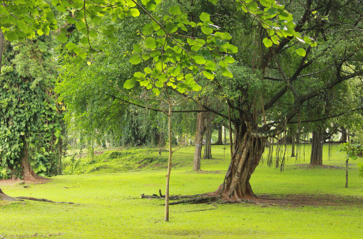 Sri Lanka Kandy Peradeniya botanical gardens Peradeniya botanical gardens Maha Nuwara - Kandy - Sri Lanka