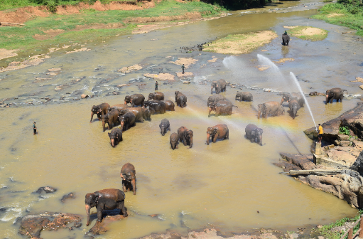 Sri Lanka Kandy Pinnawala Elephant Orphanage Pinnawala Elephant Orphanage Kandy - Kandy - Sri Lanka
