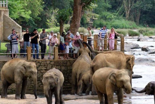 Sri Lanka Kandy Pinnawala Elephant Orphanage Pinnawala Elephant Orphanage Kandy - Kandy - Sri Lanka