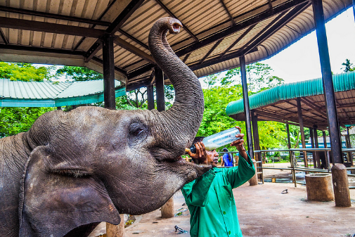 Sri Lanka Kandy Pinnawala Elephant Orphanage Pinnawala Elephant Orphanage Maha Nuwara - Kandy - Sri Lanka
