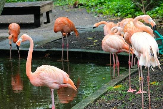 United States of America Miami  Flamingo Park Flamingo Park Miami-dade County - Miami  - United States of America