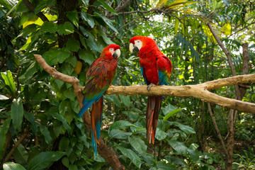 United States of America Miami  Parrot Jungle Trail Parrot Jungle Trail Miami-dade County - Miami  - United States of America