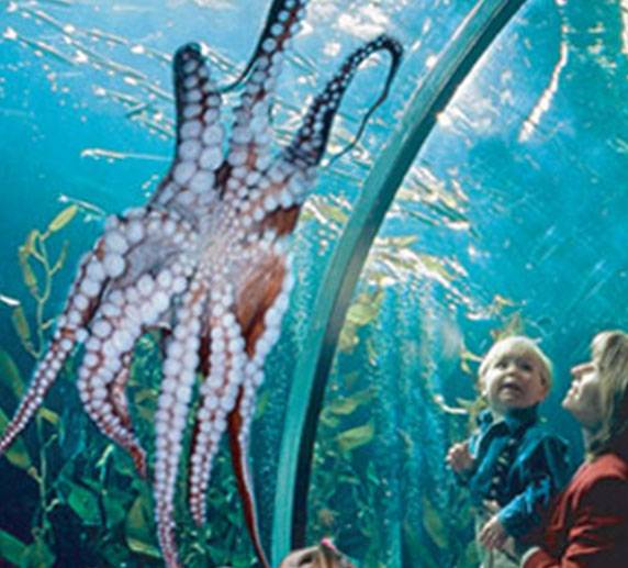 United States of America San Francisco  Aquarium of the Bay Aquarium of the Bay San Francisco - San Francisco  - United States of America