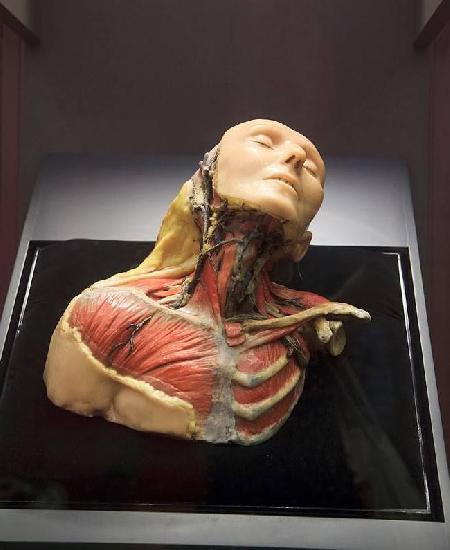 Anatomy Museum