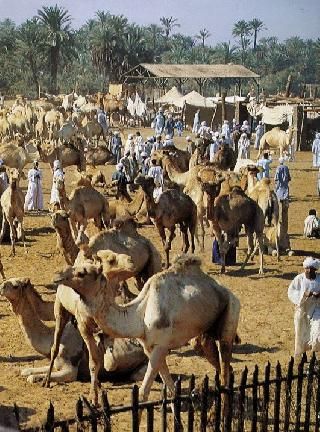 Niger Agadez  Camellos Market Camellos Market Agadez - Agadez  - Niger