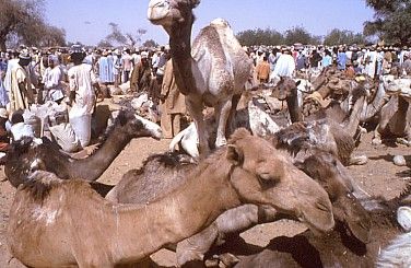 Niger Agadez  Camellos Market Camellos Market Agadez - Agadez  - Niger