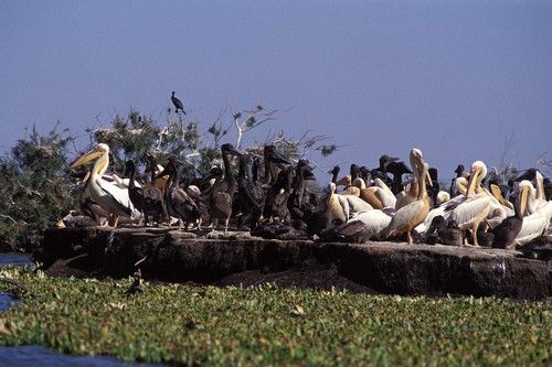 Senegal Saint Louis Langue de Barbarie National Park Langue de Barbarie National Park Senegal - Saint Louis - Senegal