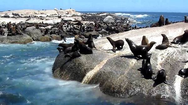 South Africa Cape Town  Seal Island Seal Island The Cape Metropole - Cape Town  - South Africa