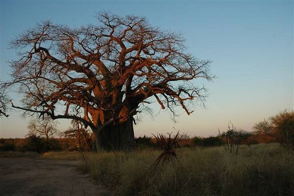 South Africa Kruger National Park Baobab Hill Baobab Hill Kruger National Park - Kruger National Park - South Africa