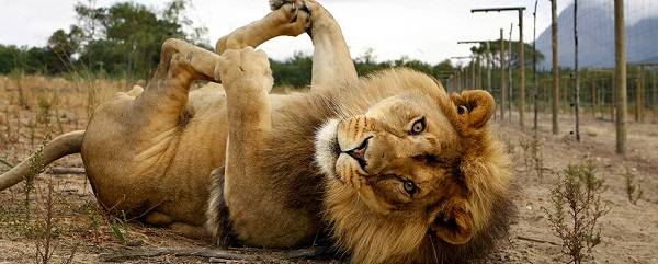 South Africa Johannesburg Lion Park Lion Park Gauteng - Johannesburg - South Africa