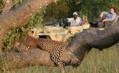 South Africa Kruger National Park Manyeleti Game Reserve Manyeleti Game Reserve Kruger National Park - Kruger National Park - South Africa