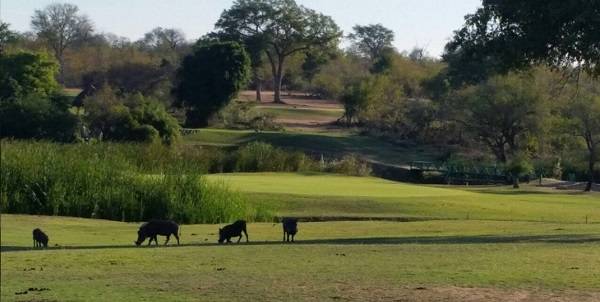 South Africa Kruger National Park Skukuza Golf Club Skukuza Golf Club Kruger National Park - Kruger National Park - South Africa