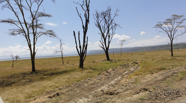 Kenya Nakuru  Acacia Picnic Site Acacia Picnic Site Nakuru - Nakuru  - Kenya