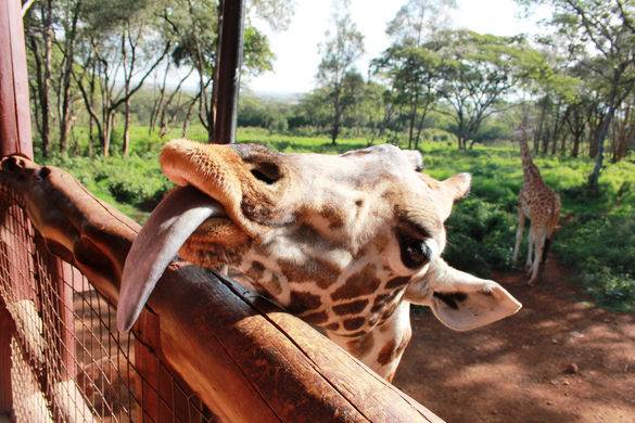 Kenya Nairobi Center Giraffe Center Giraffe Kenya - Nairobi - Kenya