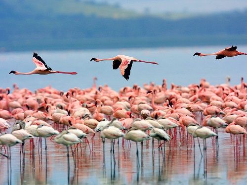 Kenya Nakuru  Lake Nakuru Lake Nakuru Kenya - Nakuru  - Kenya